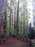 couple-in-the-redwoods